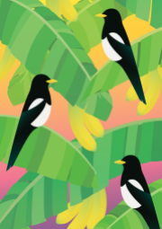 Tropical Magpies